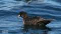 Flesh-footed Shearwater  copyright 2005 Don Doolittle